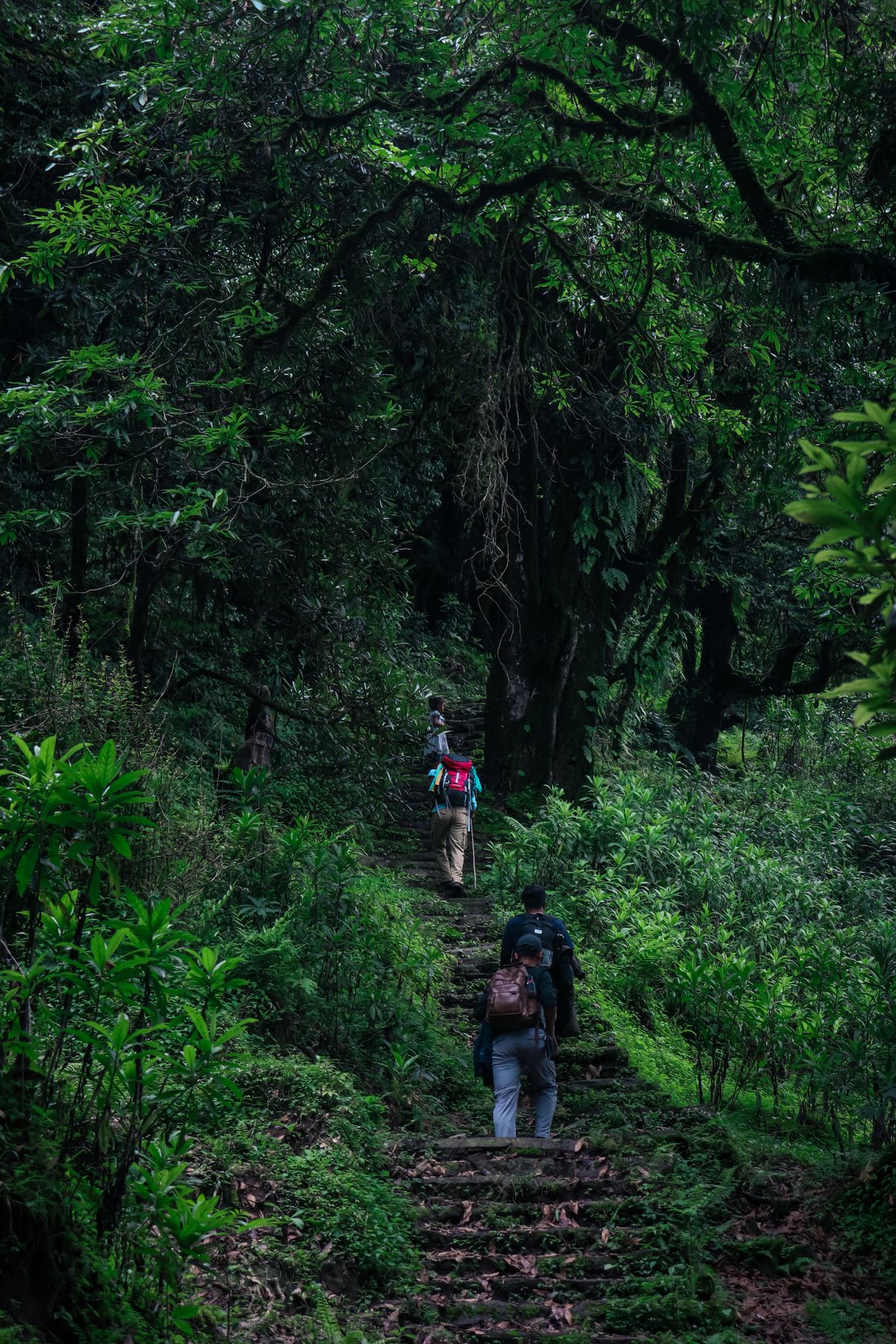 Mũi Nghê Đà Nẵng: Cẩm Nang Trekking Săn Bình Minh Chi Tiết Từ A-Z (2026)